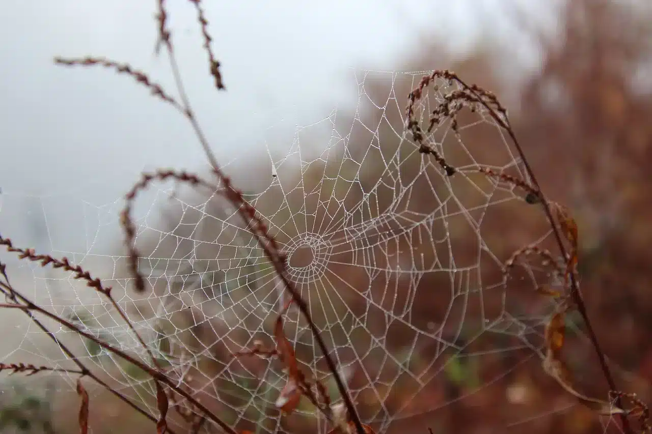 outdoor spider web in winter