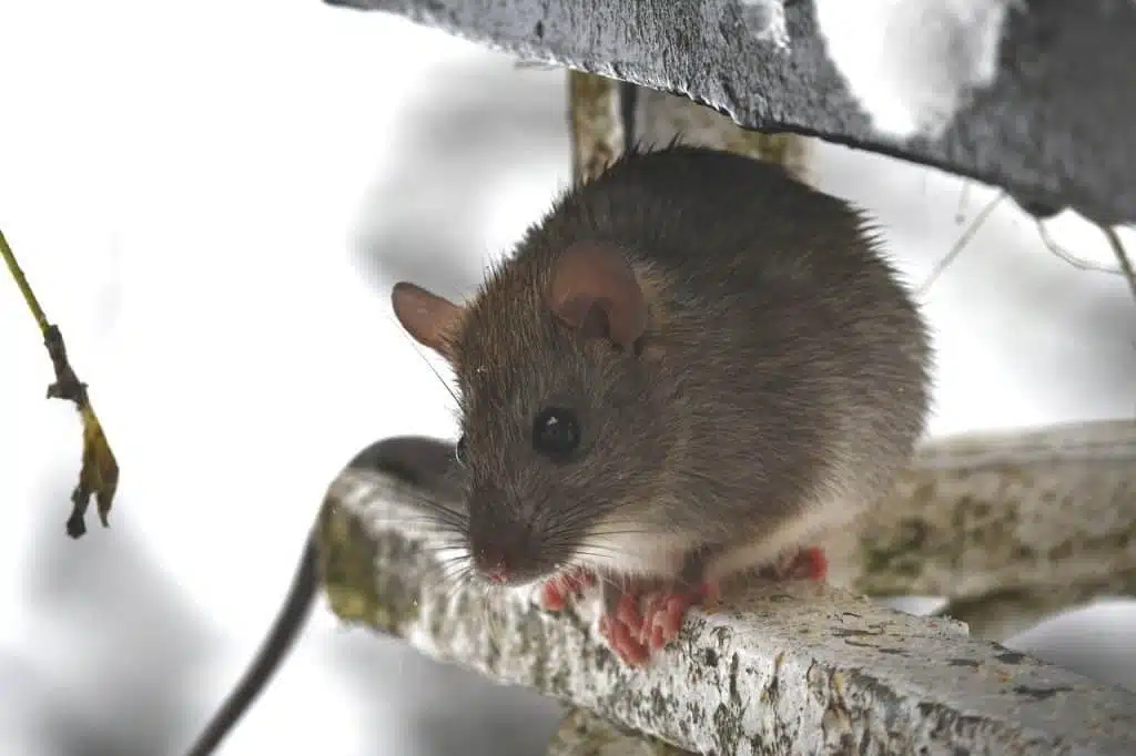 Mouse