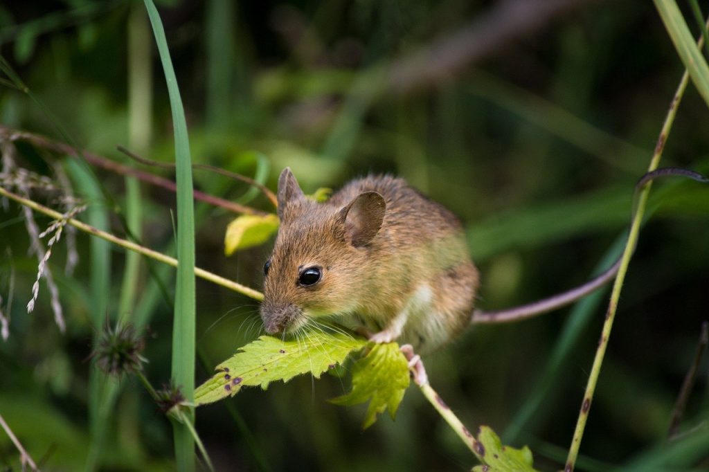 Mouse outside in grass