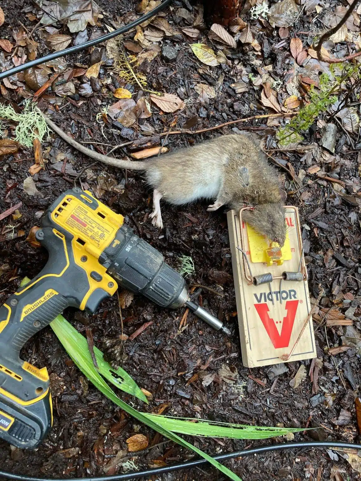 Mouse caught in trap