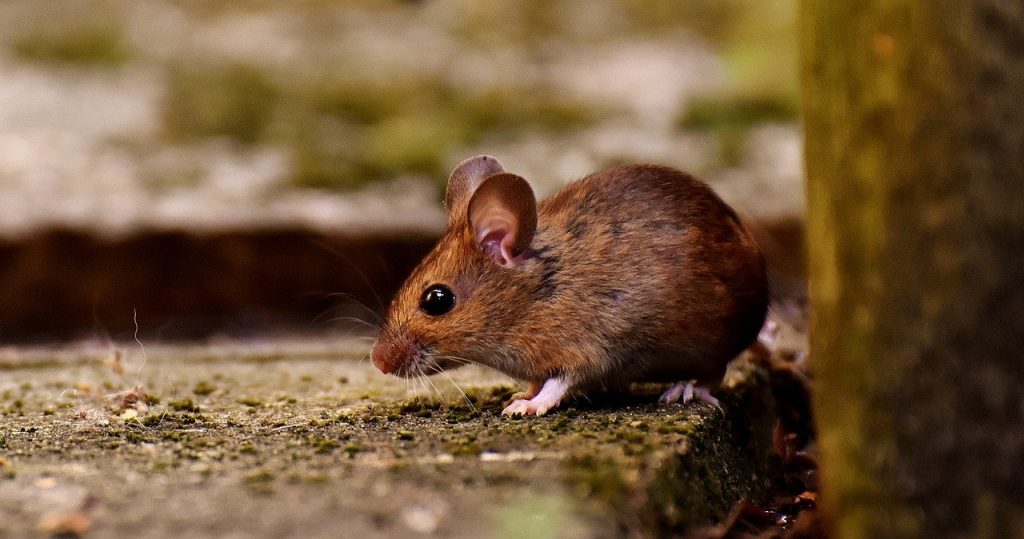 wood mouse 3082922 1280 1024x539 1