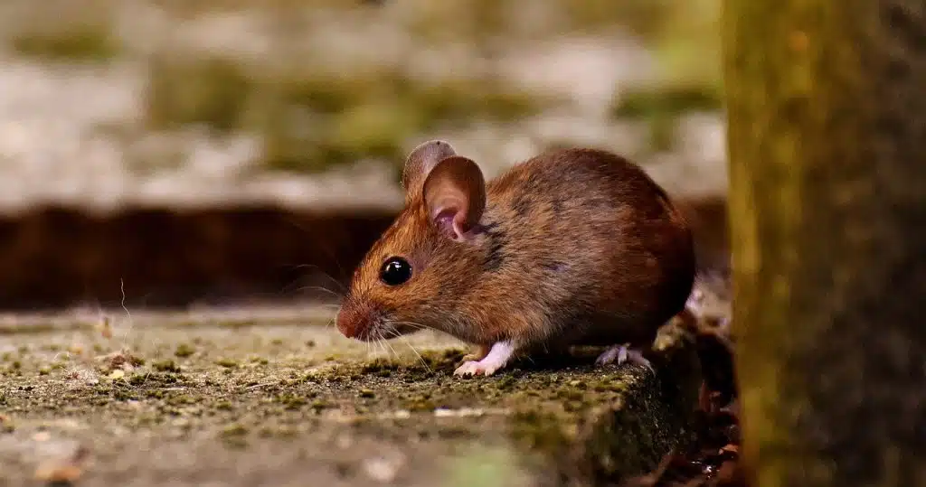 wood mouse 3082922 1280 1024x539 1