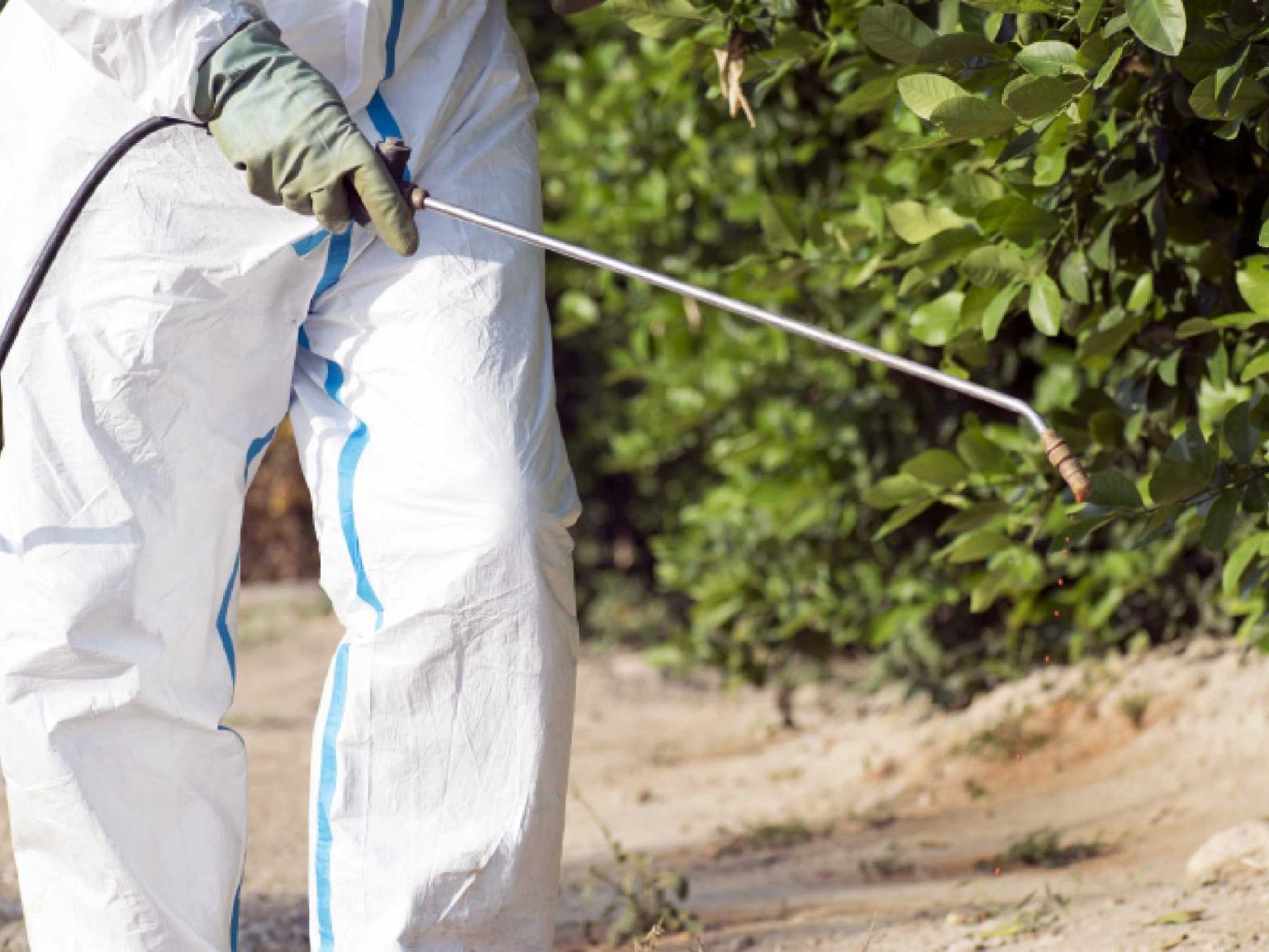 Pest Control Olympia Bigfoot Pest Management