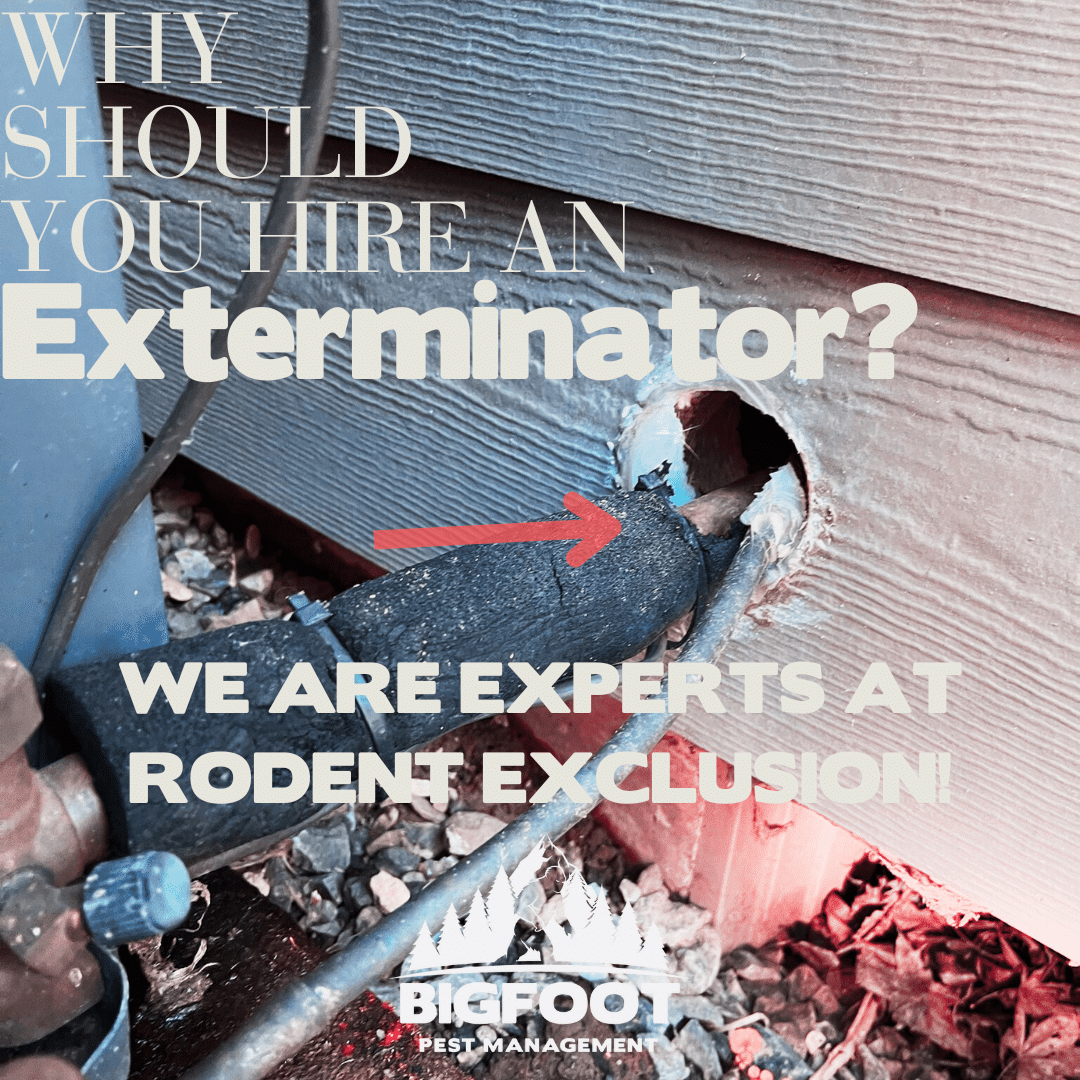 Rodent control Lacey