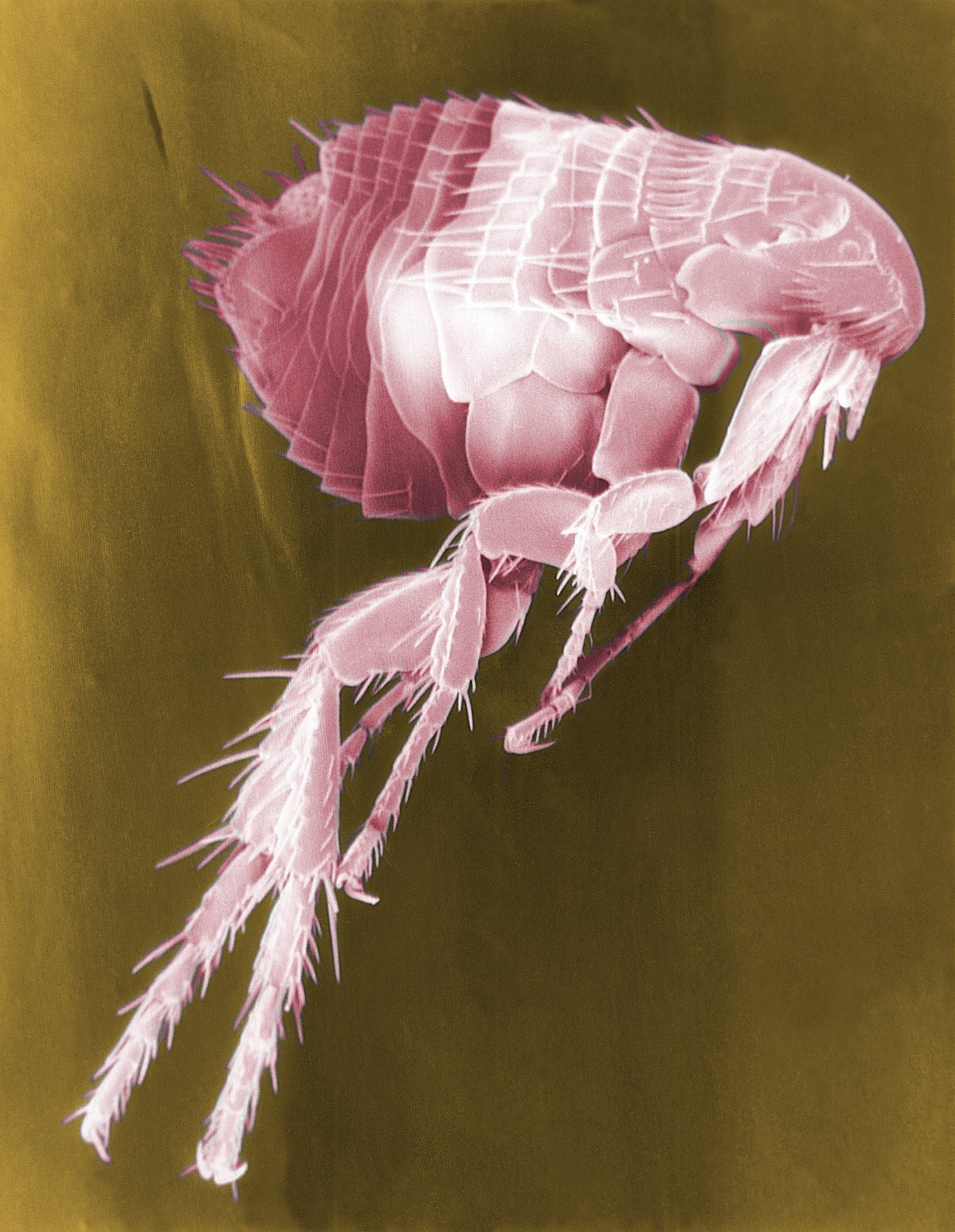 Flea under a microscope. Bigfoot Pest Management flea control near me.