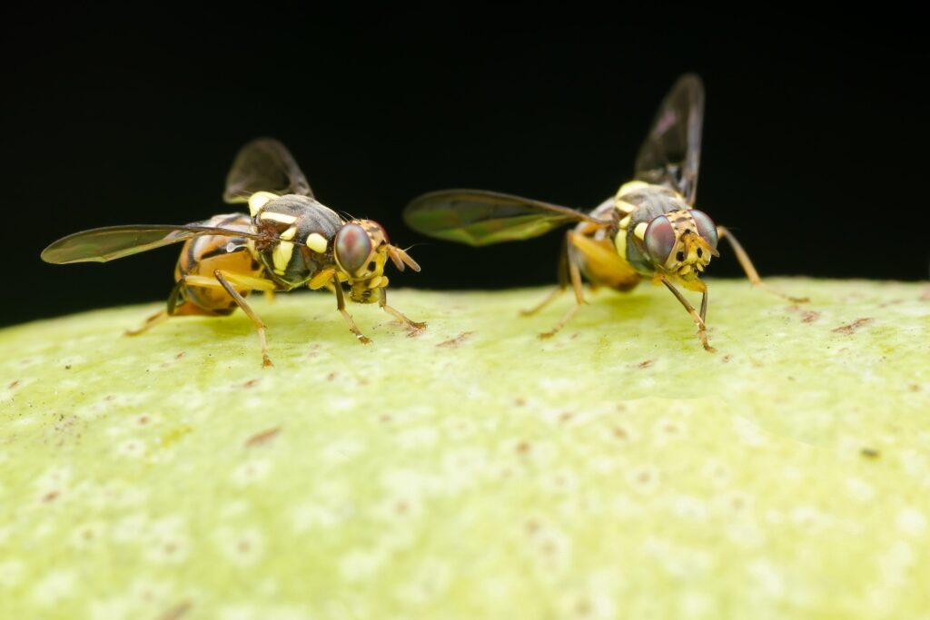 Fruit flies