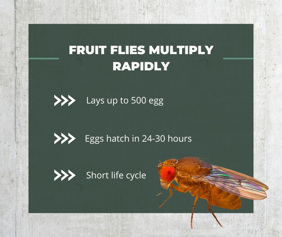 fruit flies lifecycle