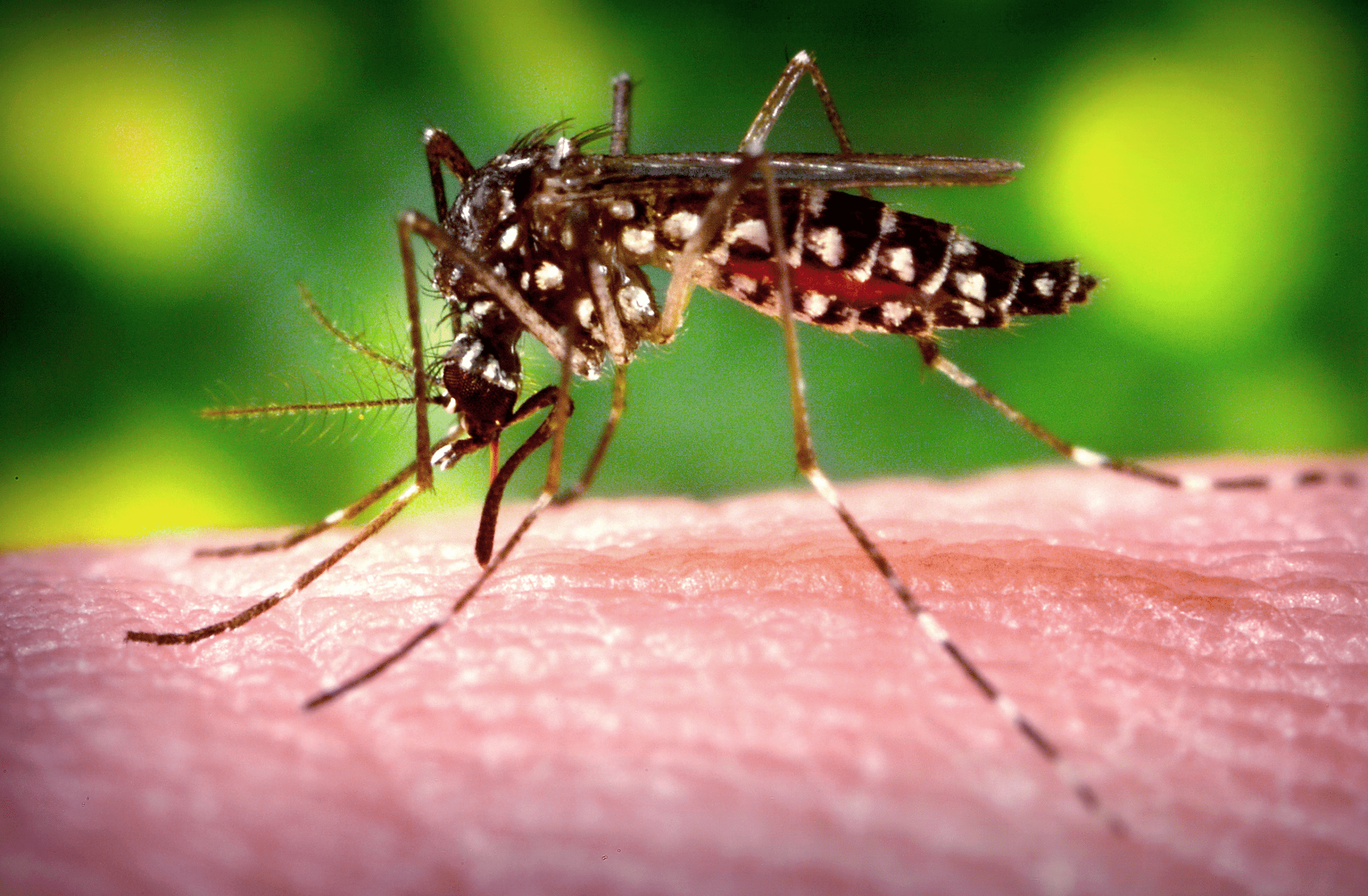 Mosquito control Olympia and Lacey WA: Bigfoot Pest Management
