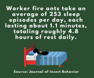 Do ants sleep stat