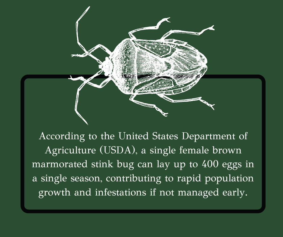 stink bug stat