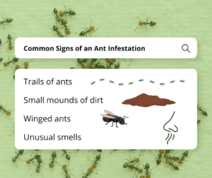 Common Signs of an Ant Infestation