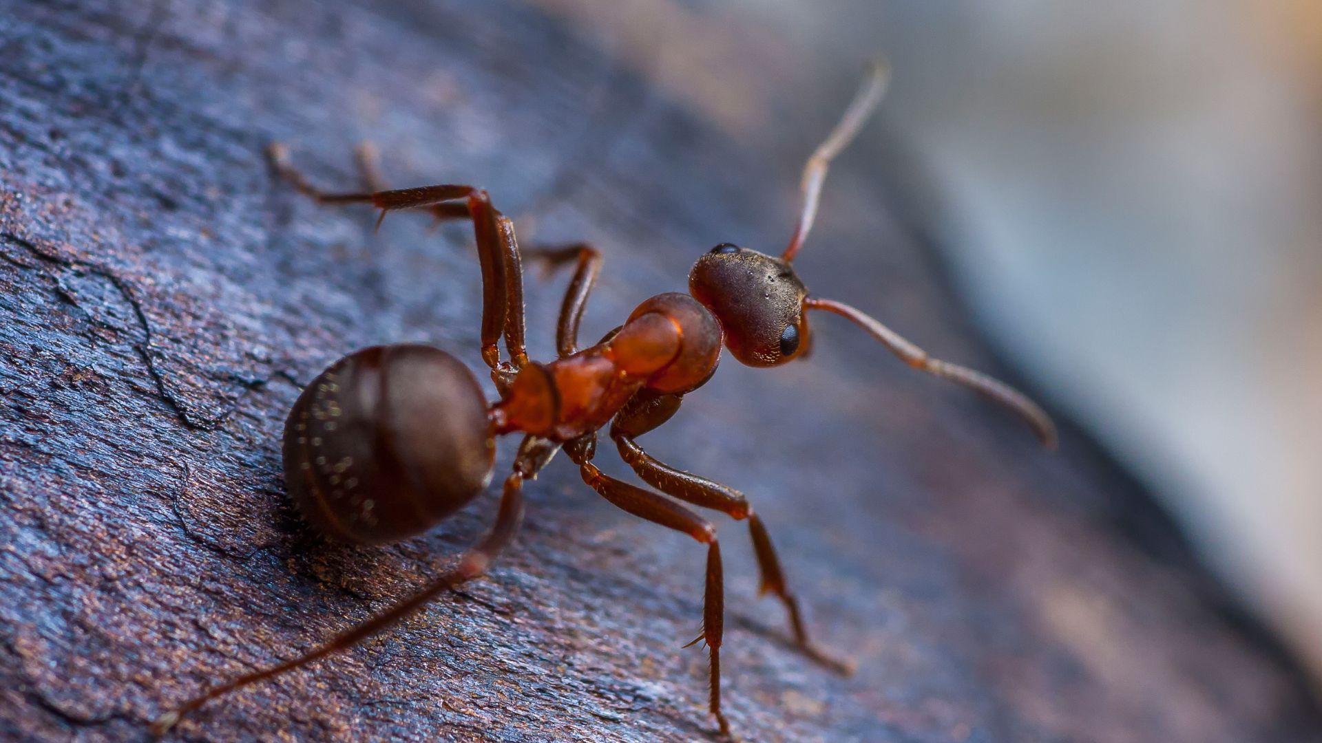 Do Ants Sleep