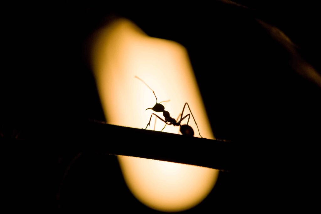 do ants sleep