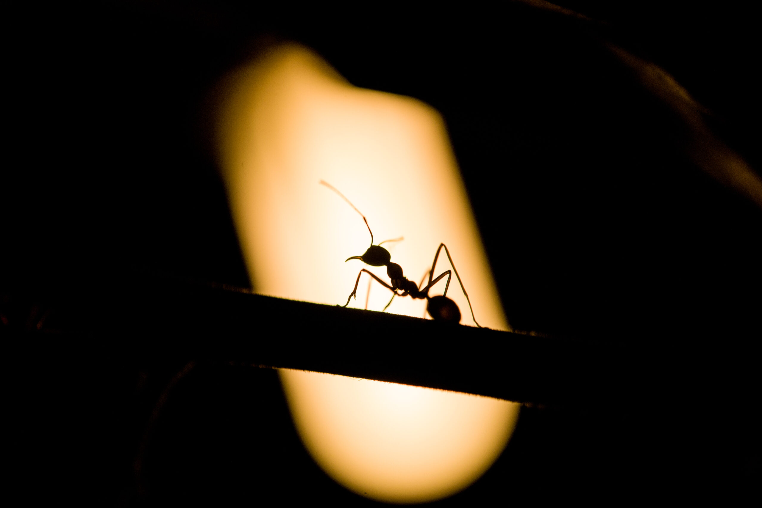 do ants sleep