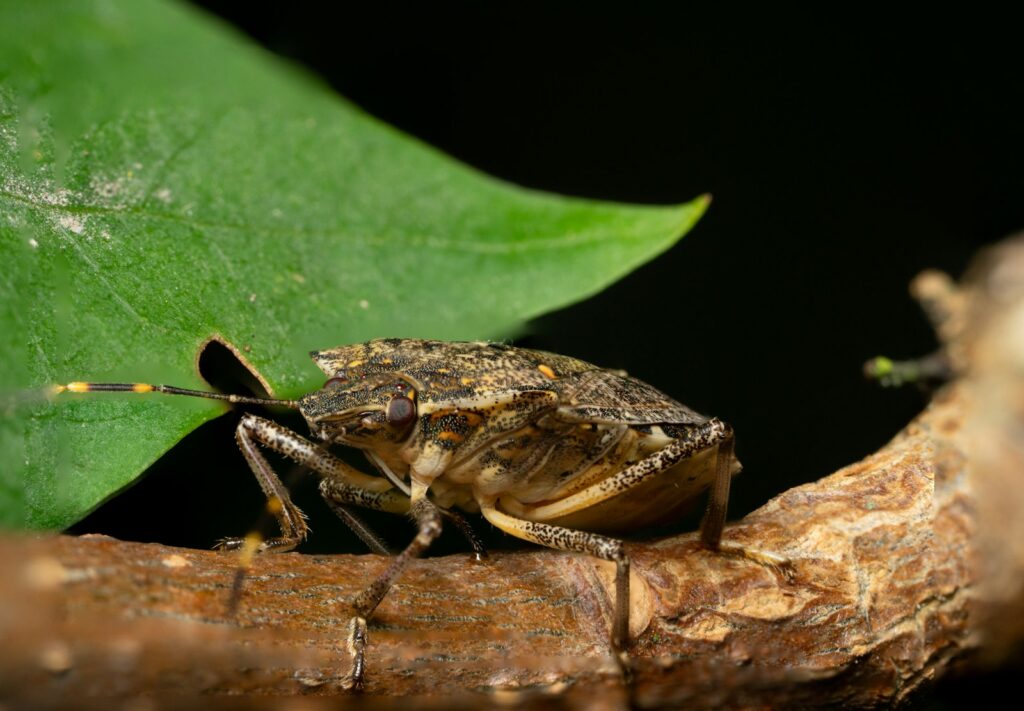A close up of a bug on a leaf