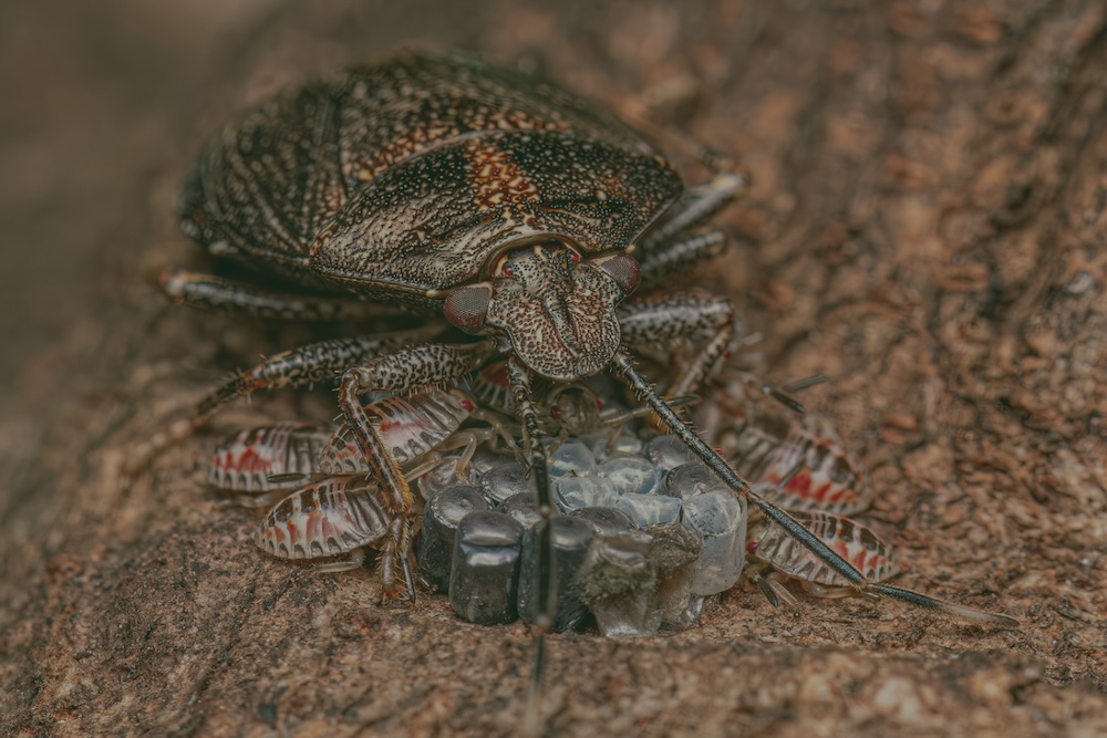 A close-up of an adult stink bug standing guard over a cluster of barrel-shaped eggs and newly hatched nymphs on tree bark.