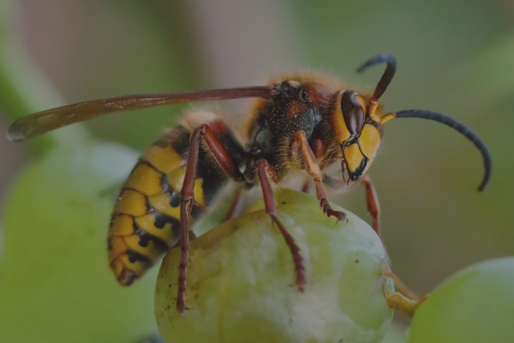 how to get rid of a hornets nest