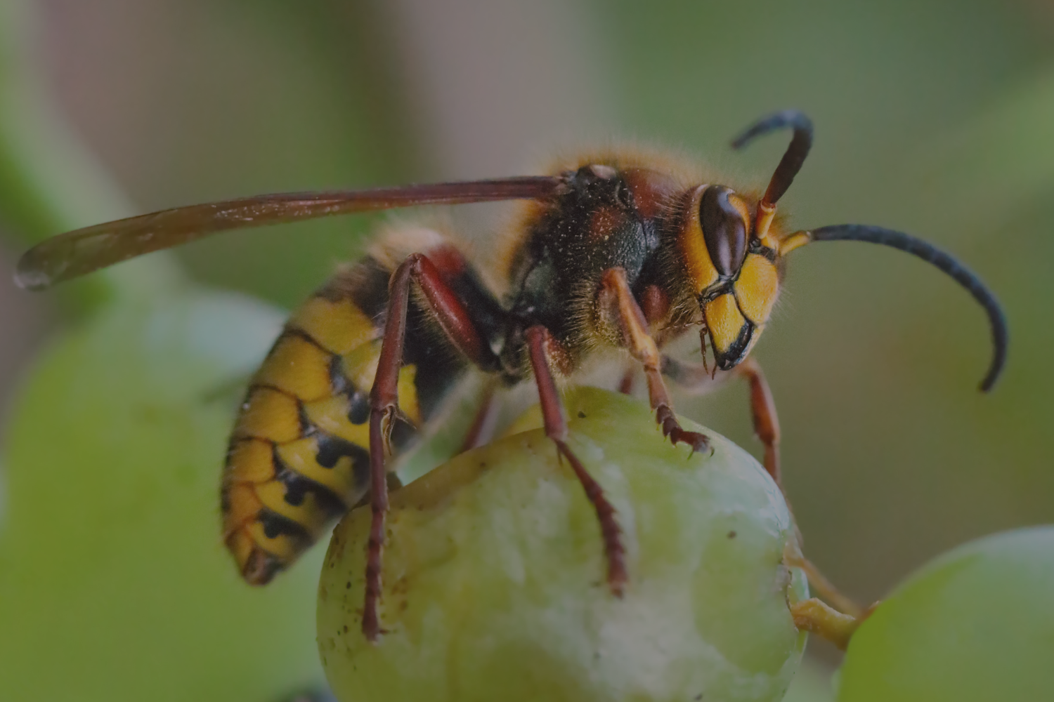 how to get rid of a hornets nest