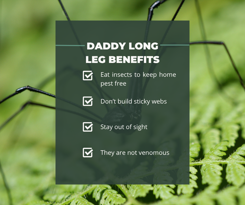 daddy long legs are not generally harmful and here is why