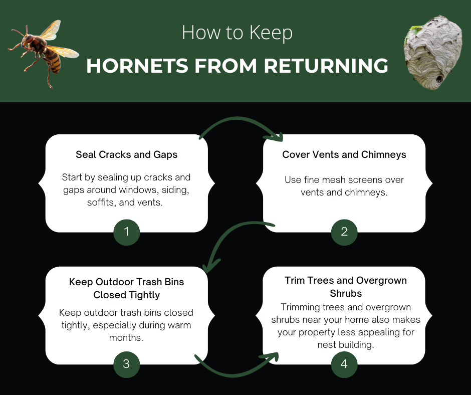 How to keep hornets from returning