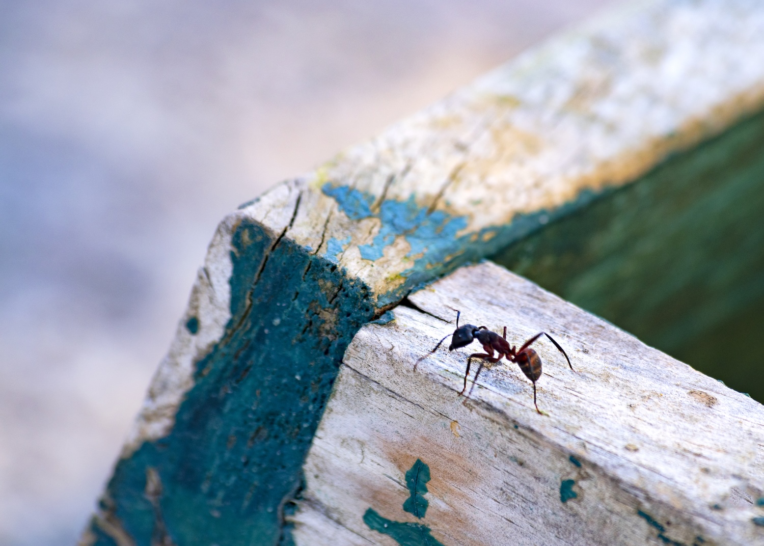carpenter ant control