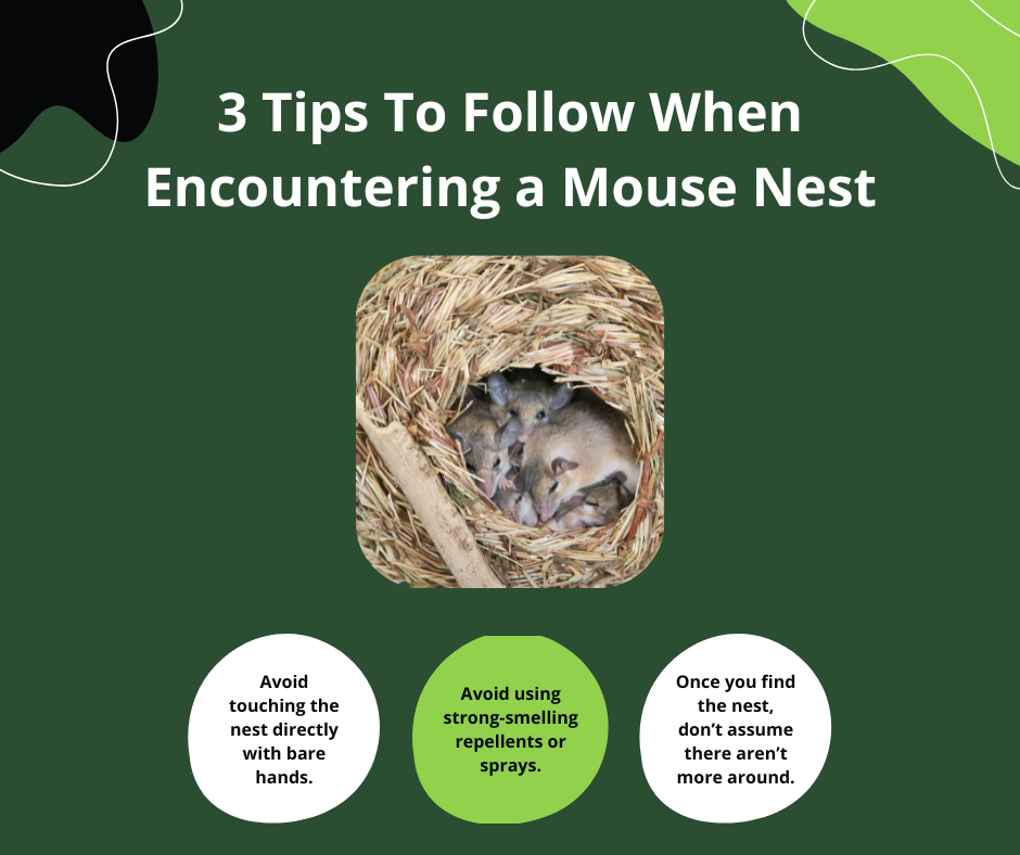 mouse nest things to avoid