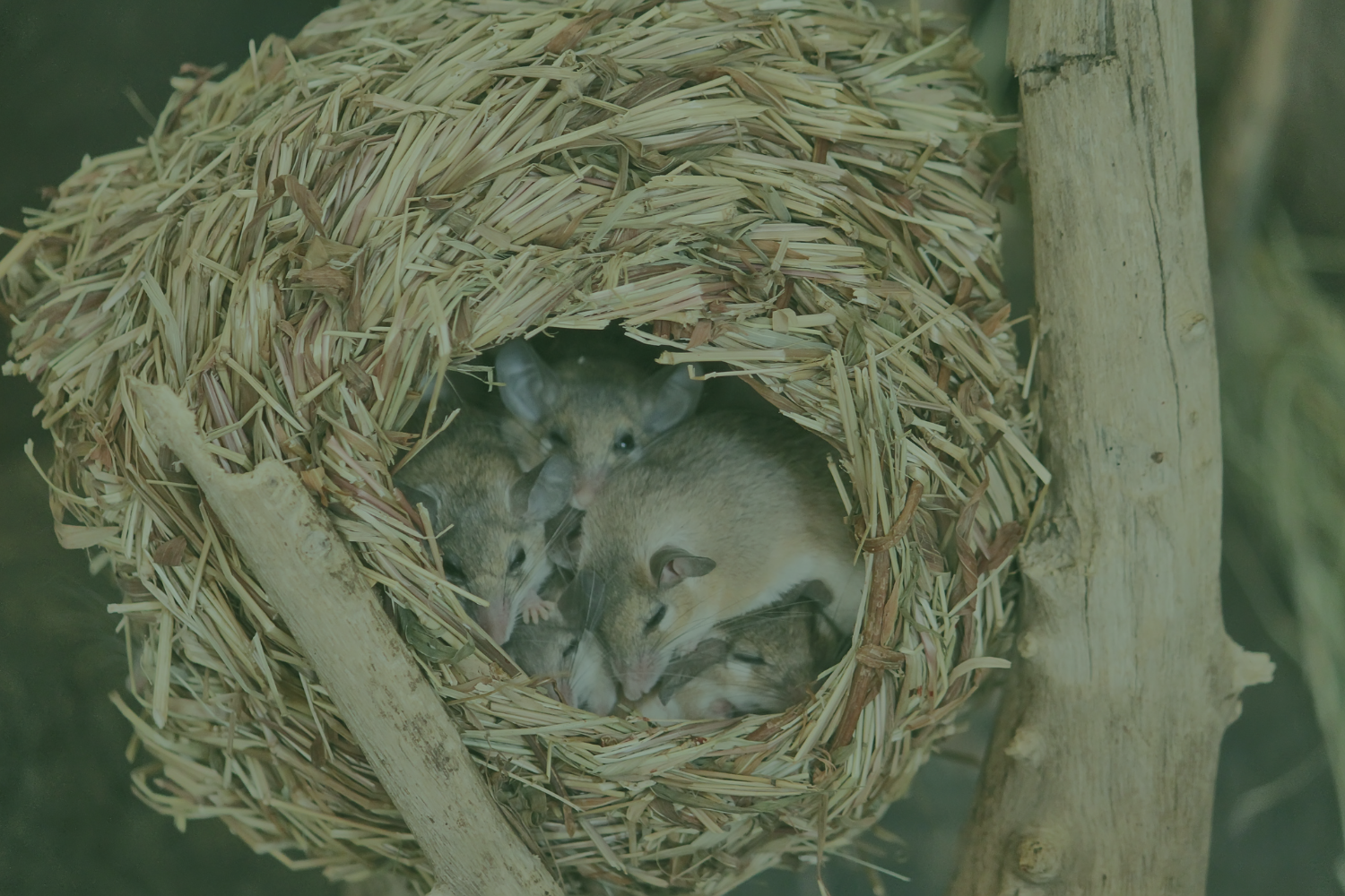 mouse nest