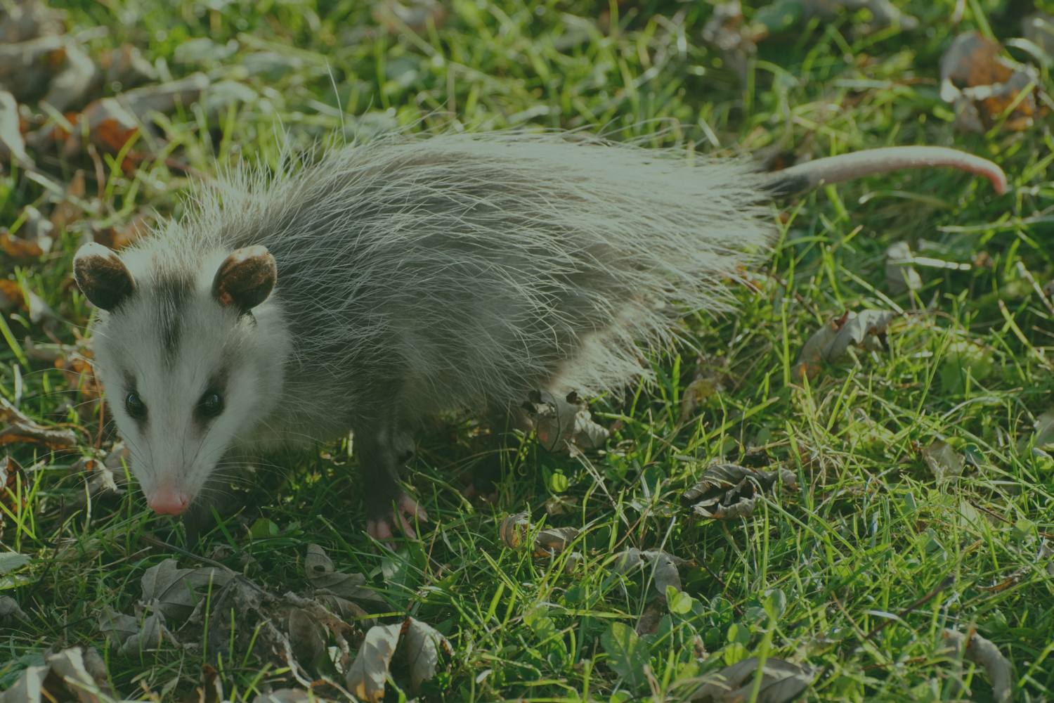 Do possums carry rabies