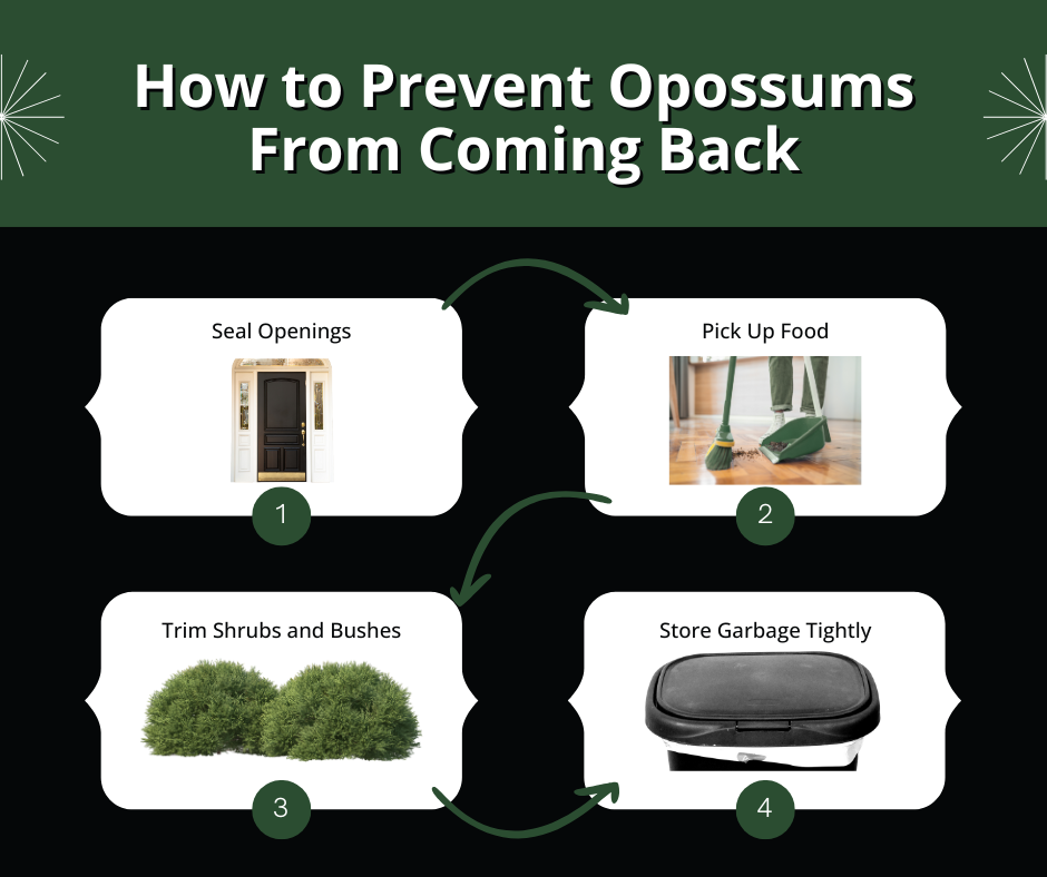 how to prevent opossum from coming back