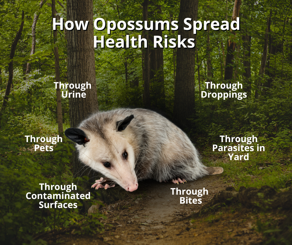 how do opossums carry rabies and spread health risks