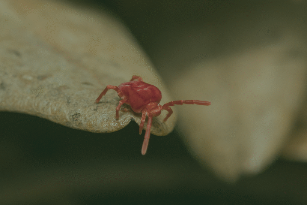 mini red spiders mini red spiders