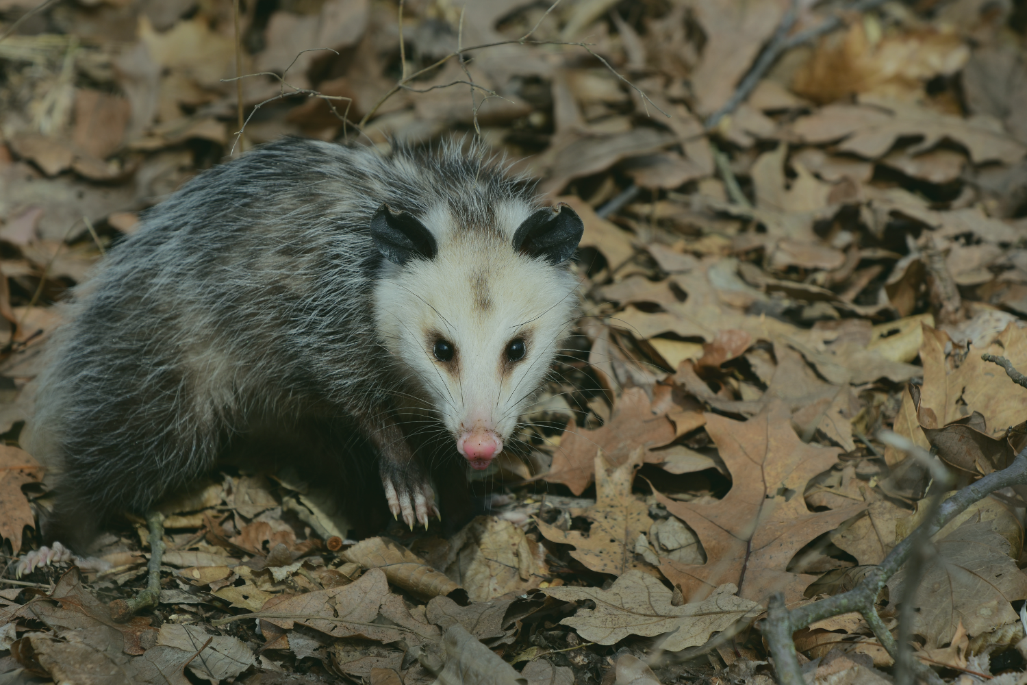 Do Possums Carry Rabies?