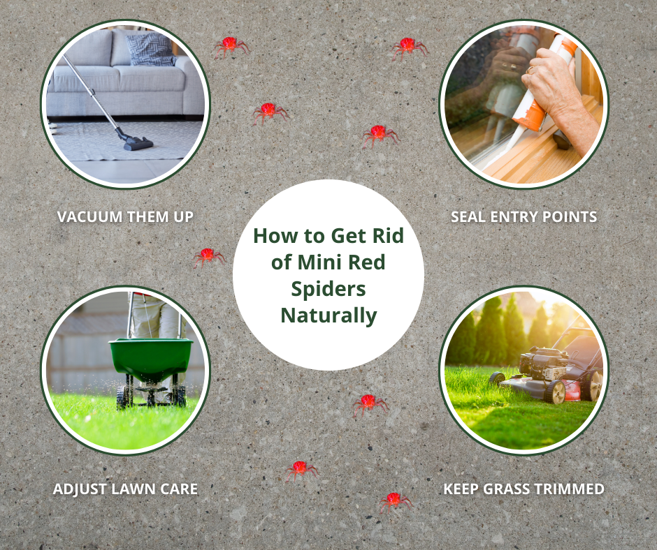 mini red spiders prevention