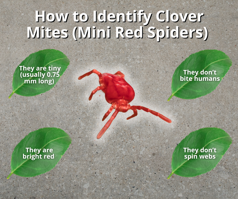 how to spot mini red spiders