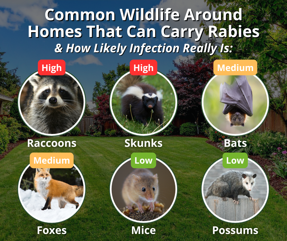 common wildlife that may have rabies