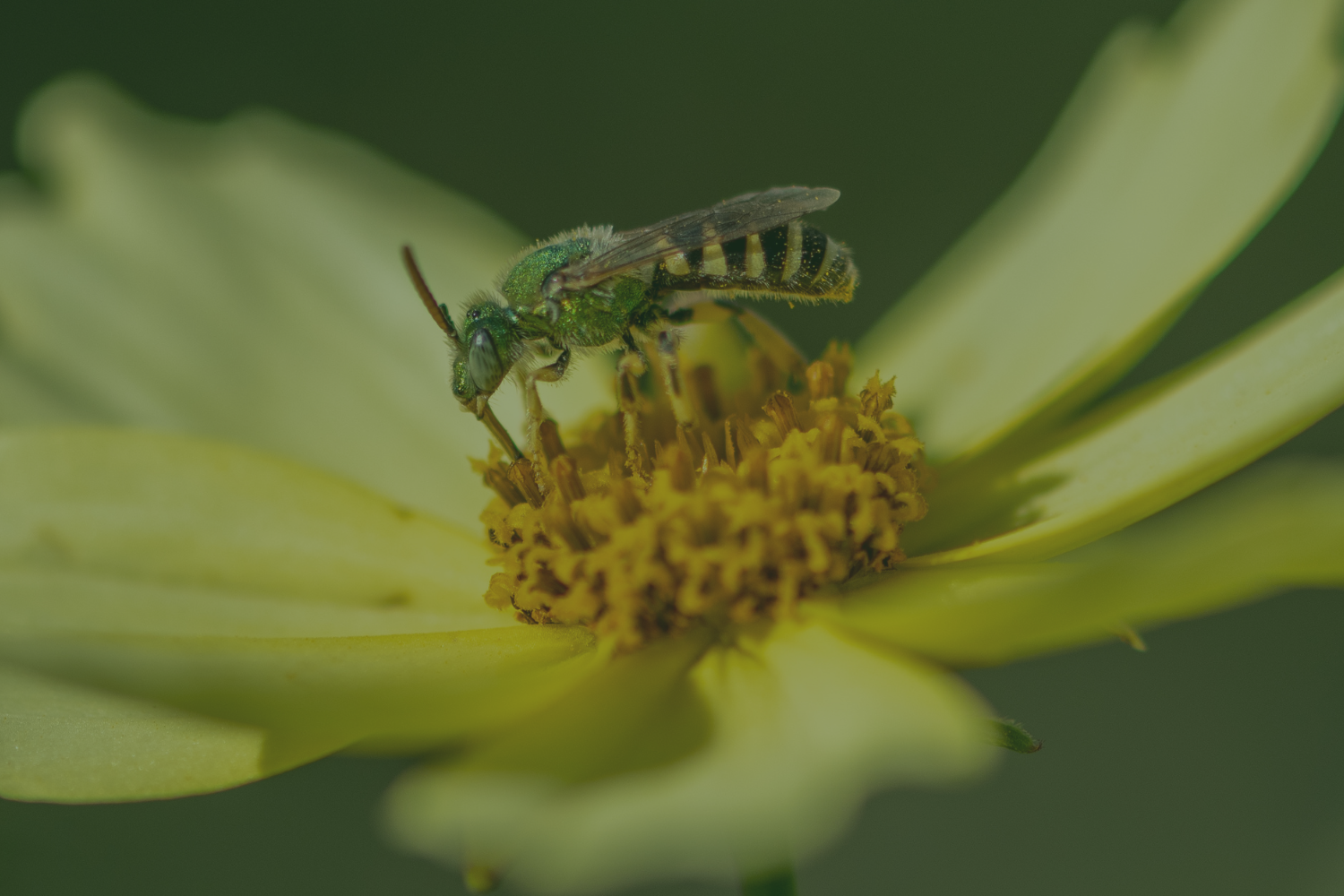 Do Sweat Bees Bite or Sting