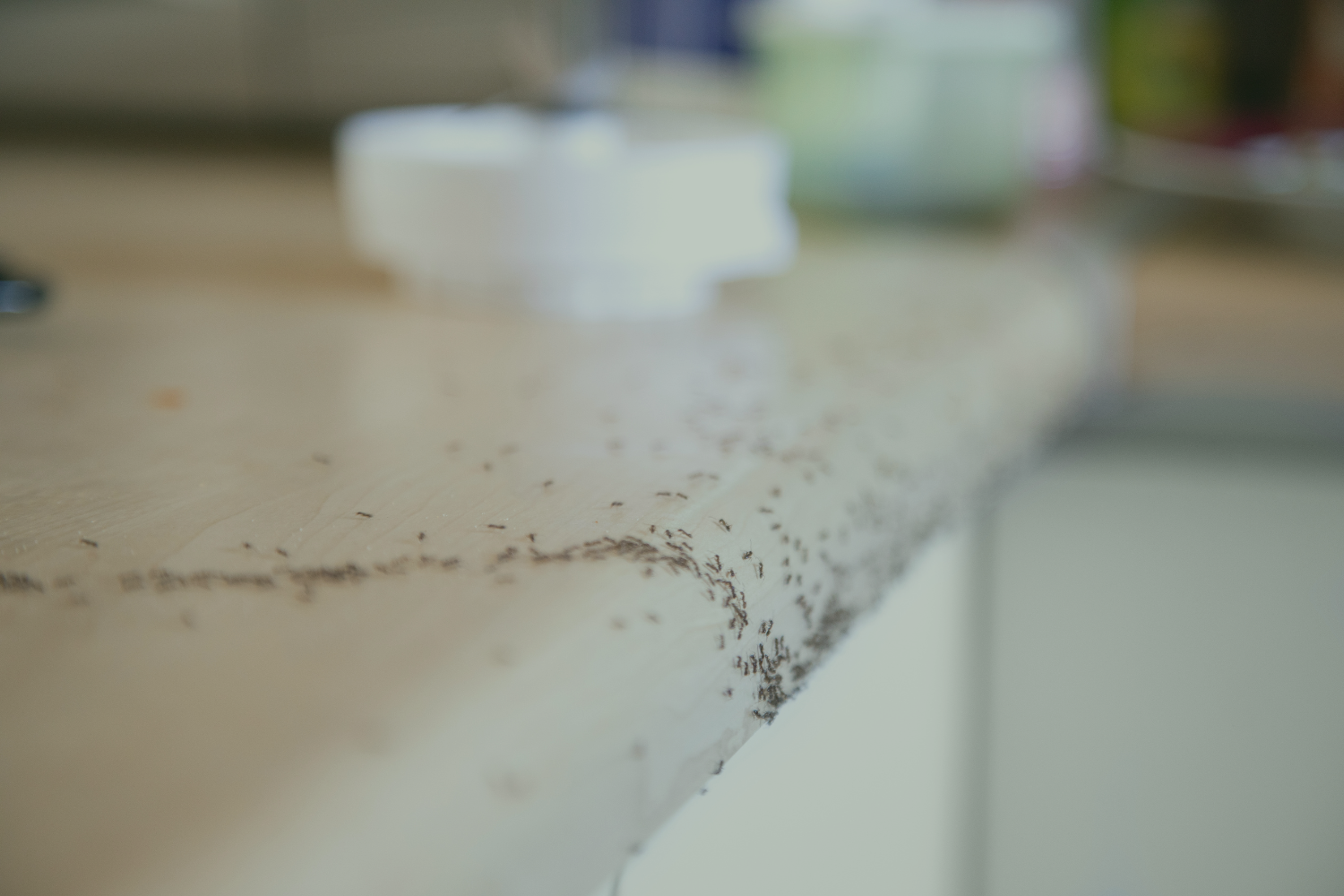 how to get rid of tiny ants