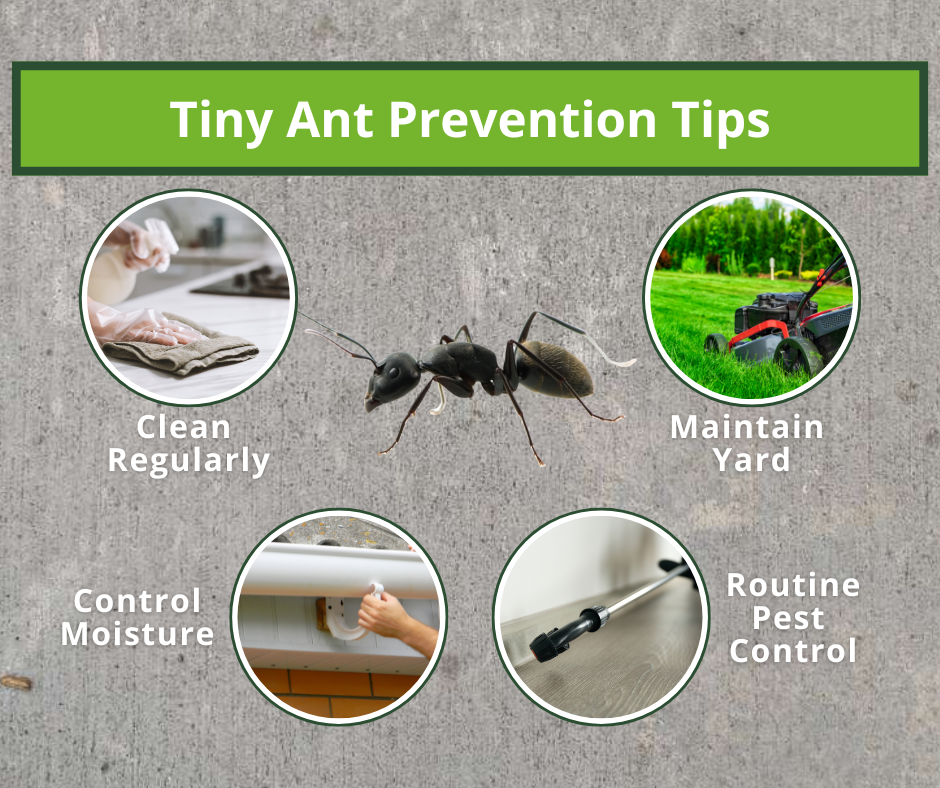 tiny ant prevention tips