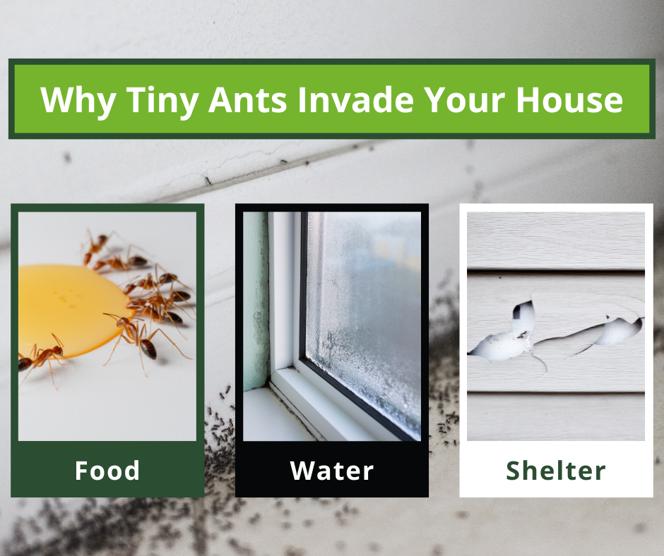 why tiny ants invade your home
