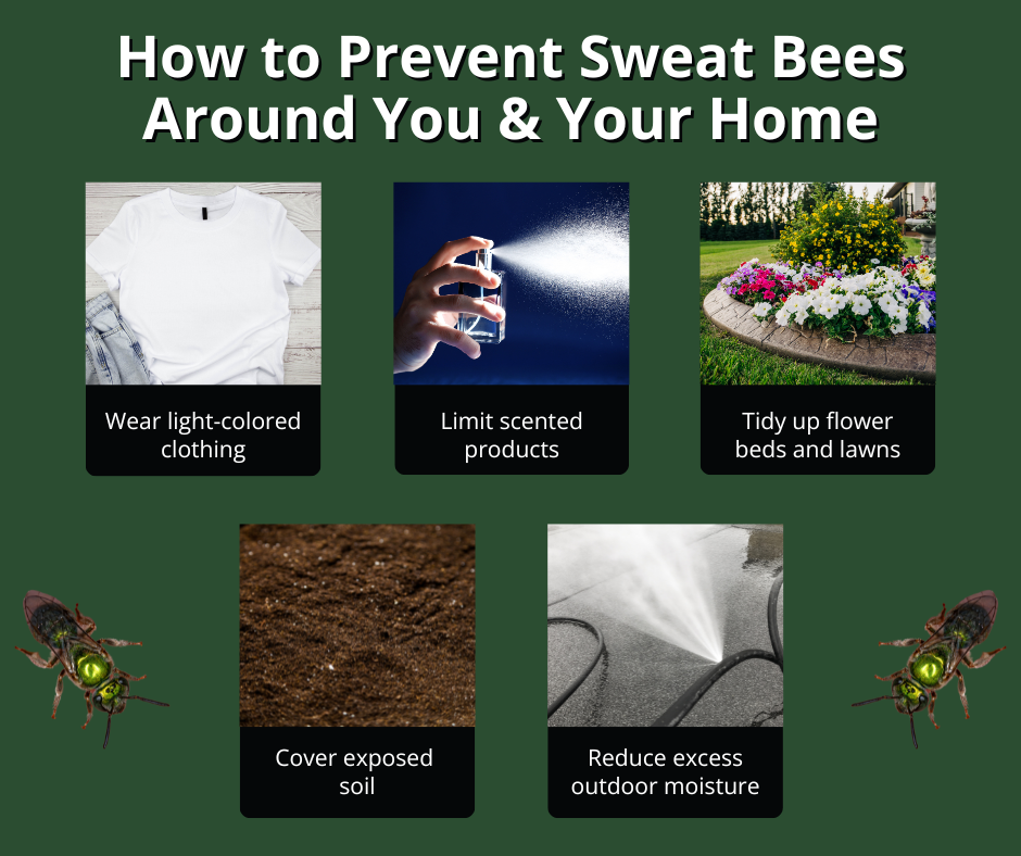 how to prevent sweat bees around you and your home