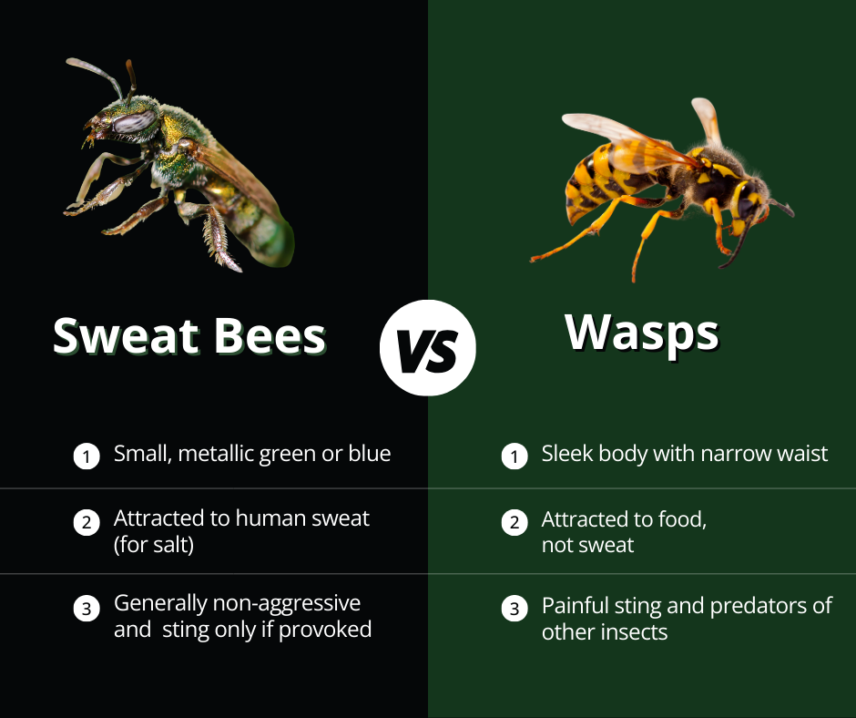 Do Sweat Bees Bite or Sting 