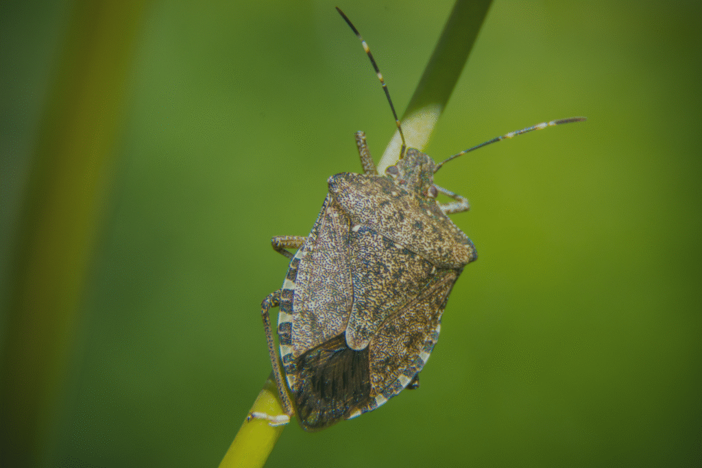 Are Stink Bugs Dangerous(3) Are Stink Bugs Dangerous