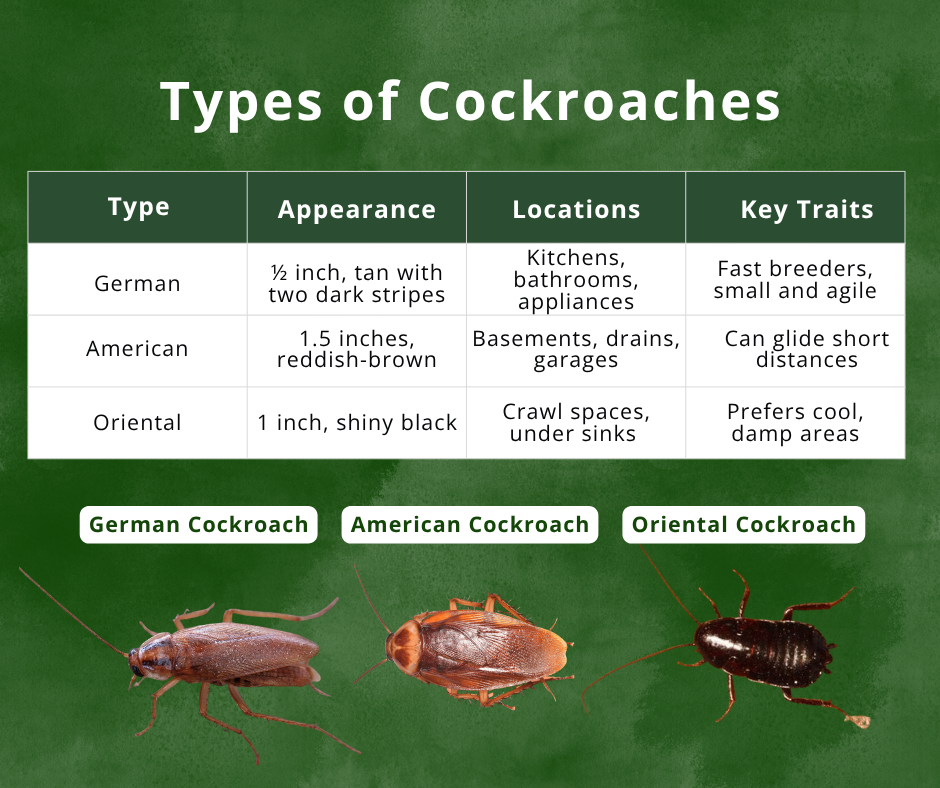 cockroach identification