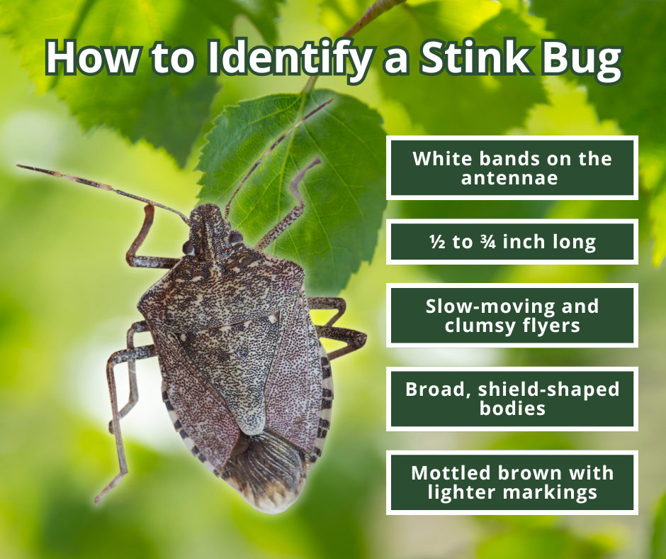 how to identify a stink bug