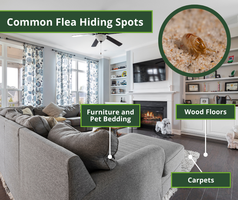 common flea hiding spots