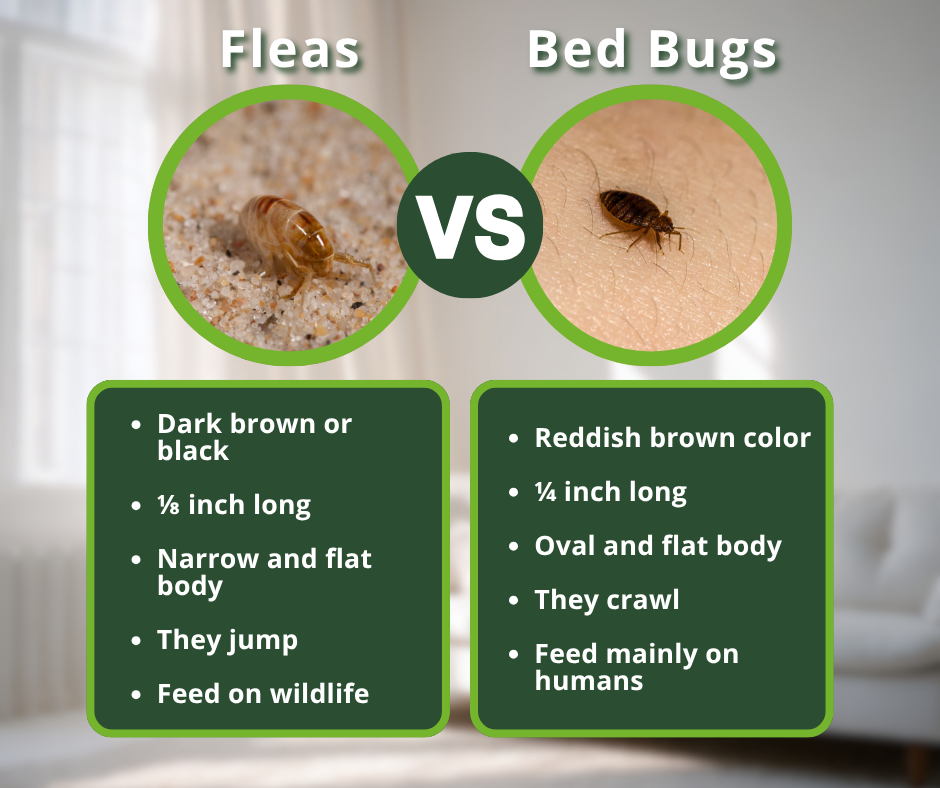 fleas vs bed bugs