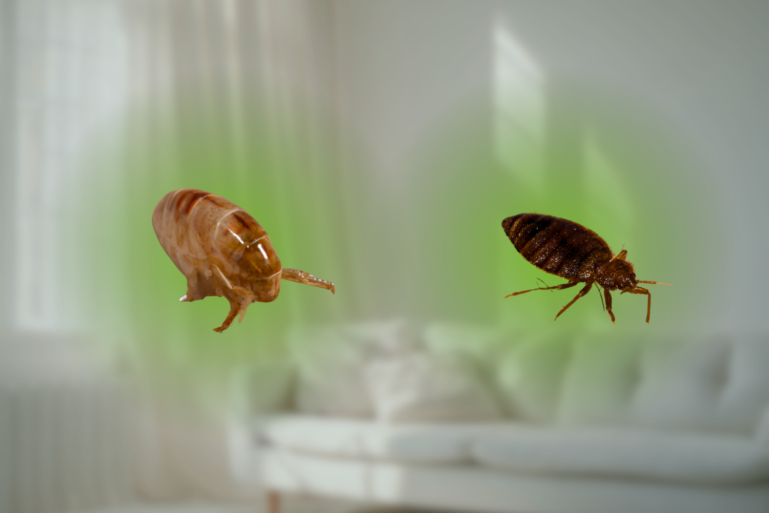 fleas vs bed bugs