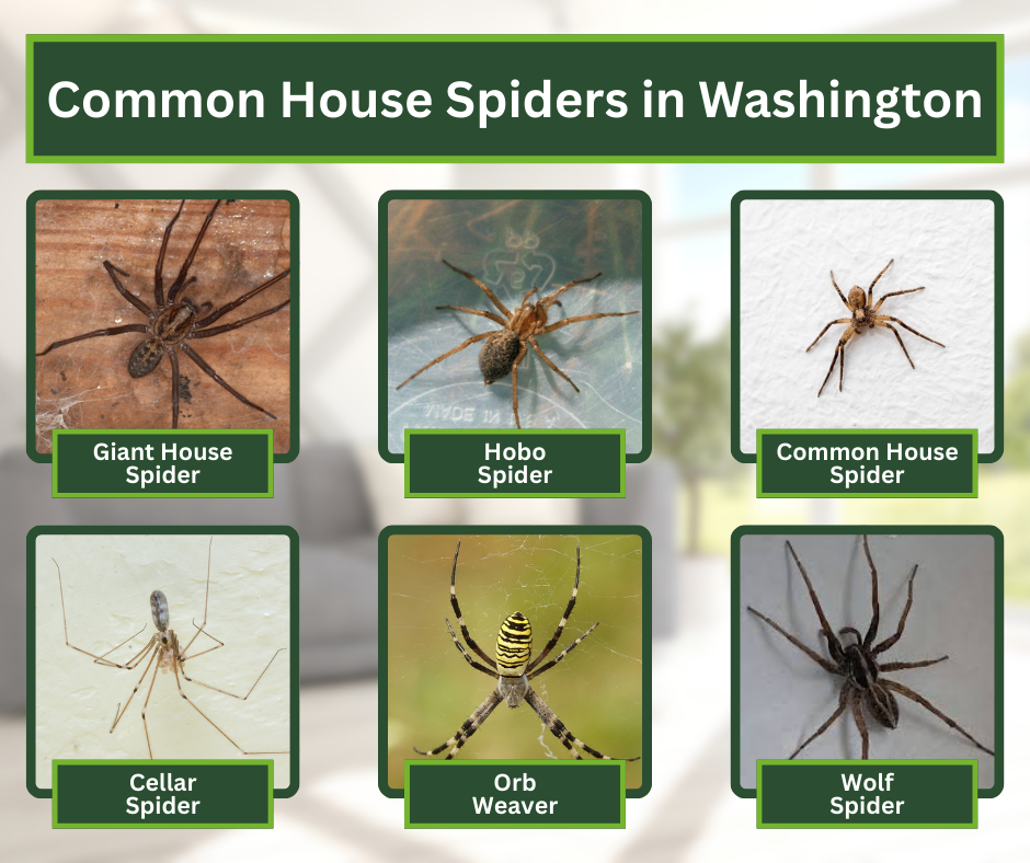 common house spiders in Washington