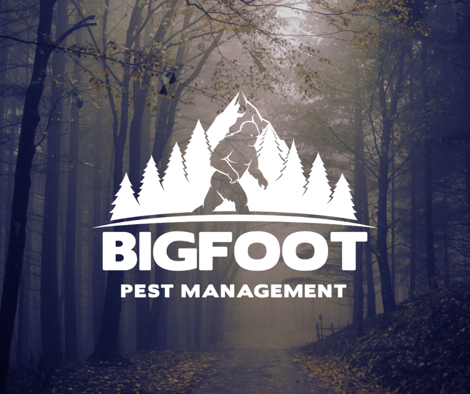 Pest Control in Olympia WA