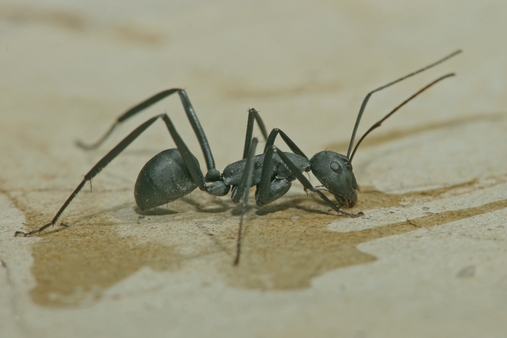 what do carpenter ants look like